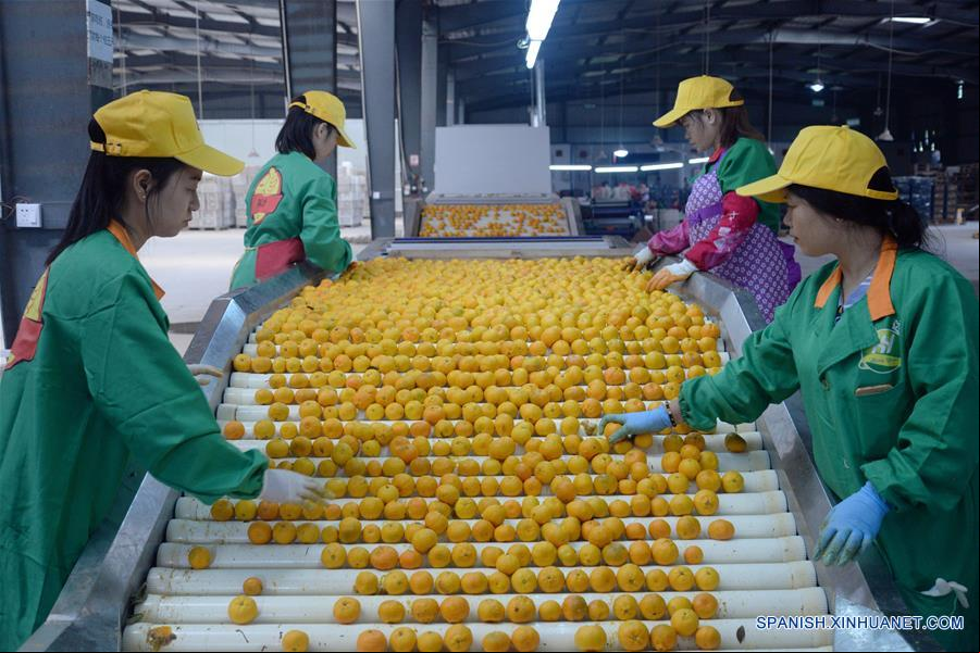 CHINA-JIANGXI-COSECHA-NARANJA