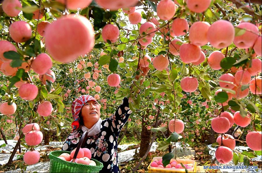 CHINA-SHANDONG-YIYUAN-MANZANAS-COSECHA 
