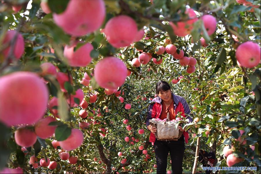 CHINA-SHANDONG-YIYUAN-MANZANAS-COSECHA 