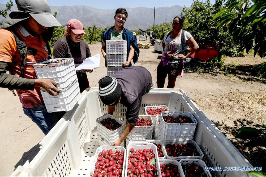 CHILE-SANTIAGO-CHINA-CEREZAS-EXPORTACION-SERIE