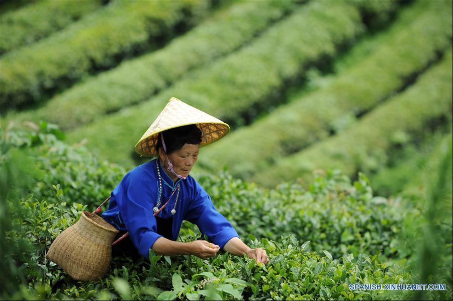 CHINA-GUIZHOU-CULTIVO-TE