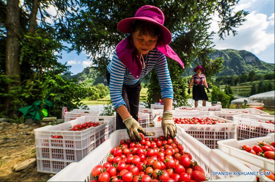 CHINA-GUIZHOU-AGRICULTURA