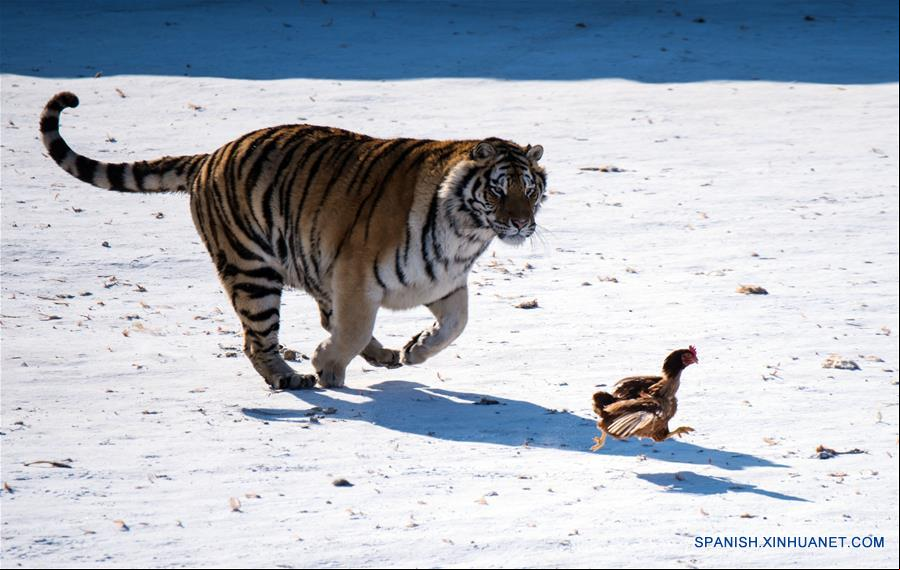 (1)CHINA-HEILONGJIANG-MEDIO AMBIENTE-FAUNA