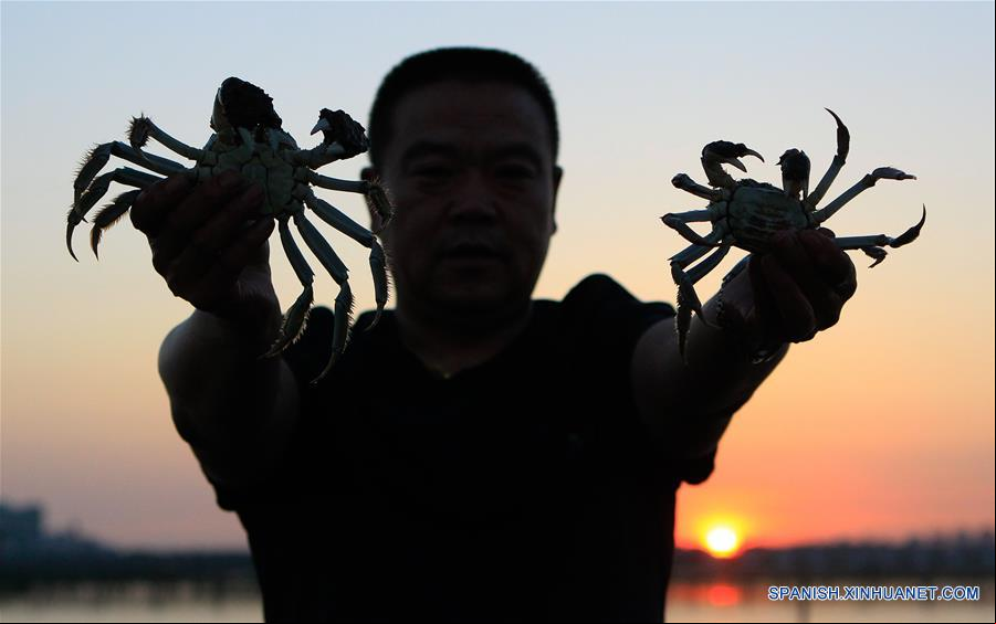 CHINA-JIANGSU-CANGREJO-CULTIVADOR-SERIE