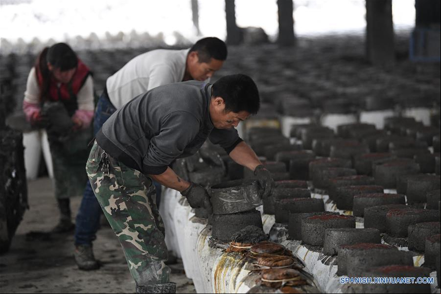 CHINA-ZHEJIANG-ELABORACION DE VINO DE ARROZ