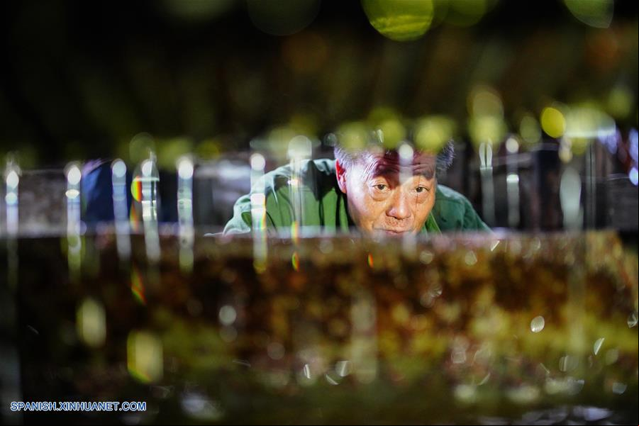 CHINA-GUANGXI-ACEITE DE CAMELIA-EXTRACCION