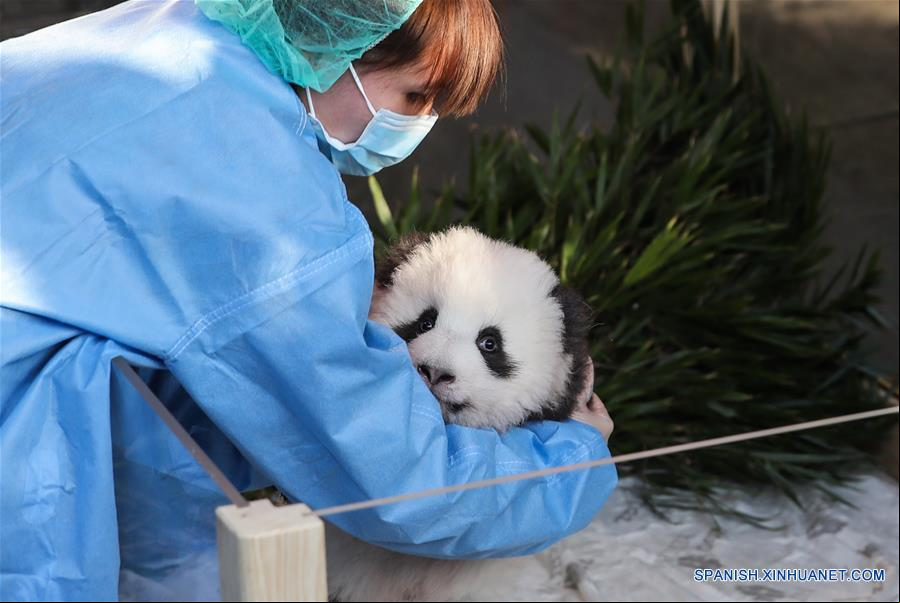 ALEMANIA-BERLIN-GEMELOS PANDA RECIEN NACIDOS-NOMBRES
