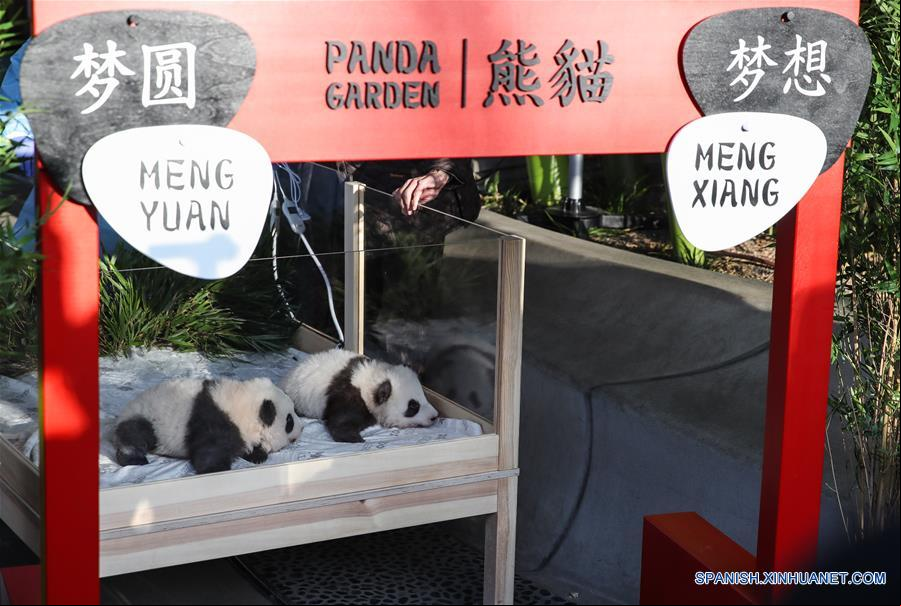 ALEMANIA-BERLIN-GEMELOS PANDA RECIEN NACIDOS-NOMBRES