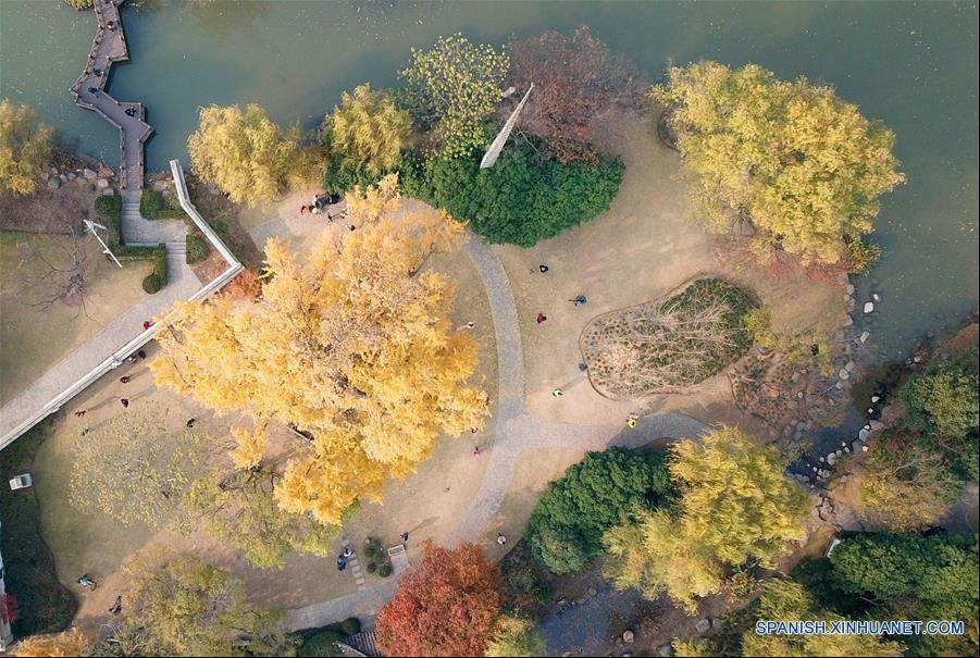 CHINA-SHANGHAI-ARBOL DE GINKGO 