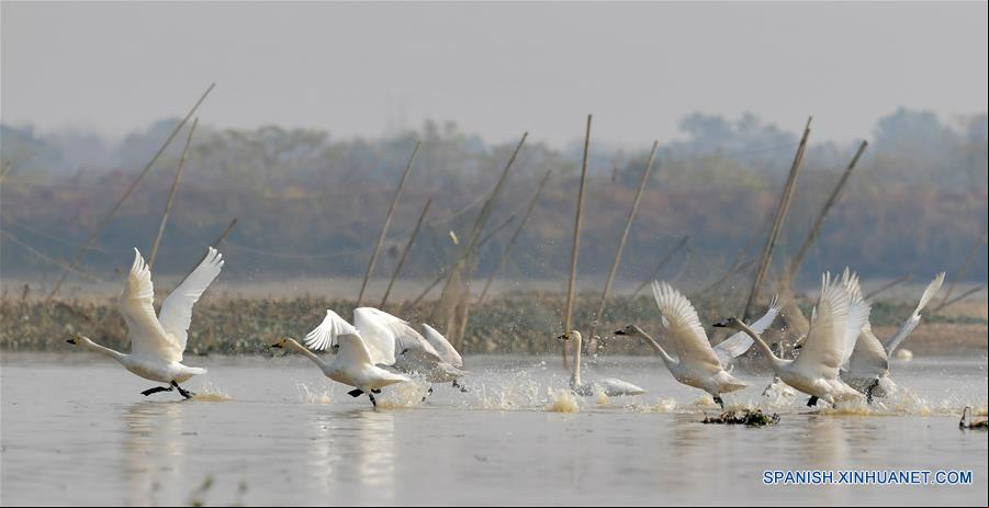 CHINA-JIANGXI-RIO FUHE-AVES MIGRATORIAS