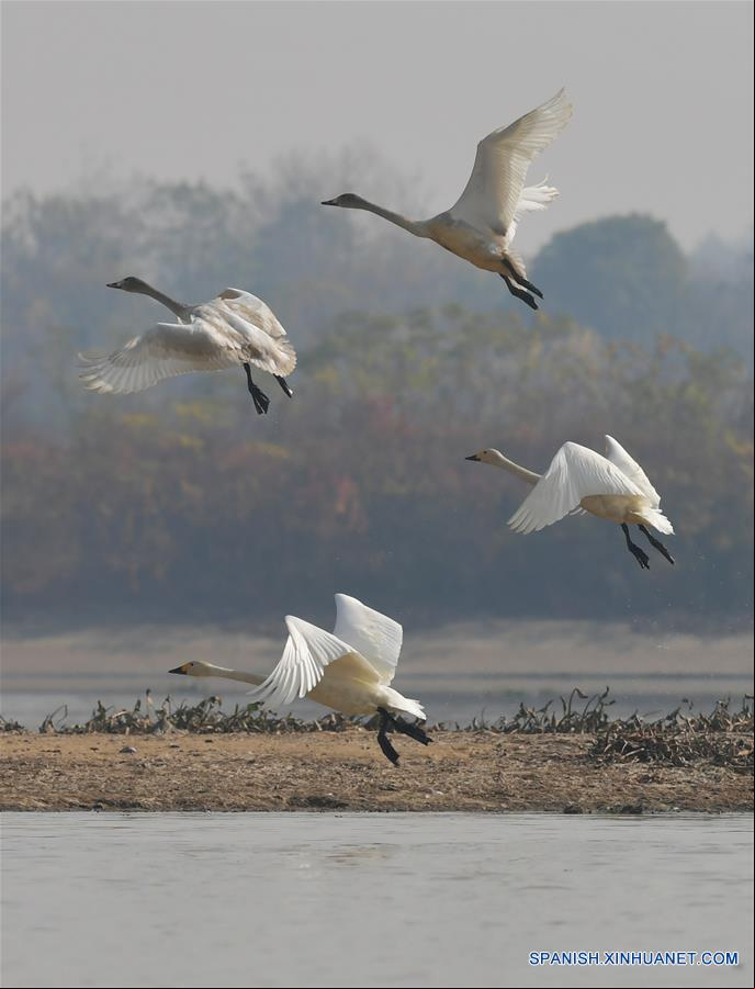 CHINA-JIANGXI-RIO FUHE-AVES MIGRATORIAS