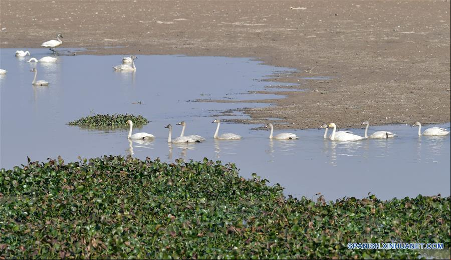 CHINA-JIANGXI-RIO FUHE-AVES MIGRATORIAS
