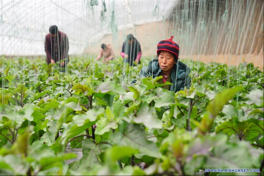 CHINA-HEBEI-AGRICULTURA