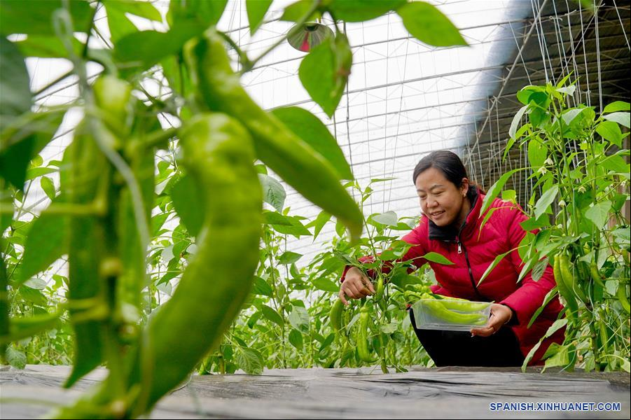 CHINA-HEBEI-AGRICULTURA