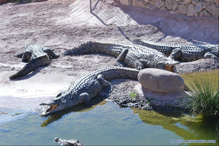 MARRUECOS-AGADIR-PARQUE DE COCODRILOS