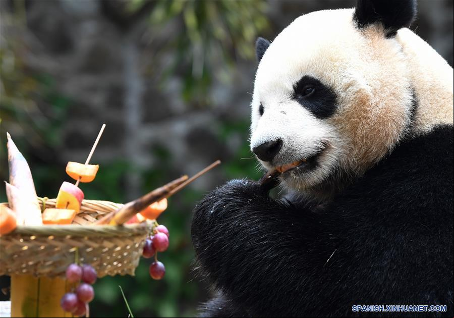 CHINA-HAINAN-HAIKOU-PANDAS GIGANTES