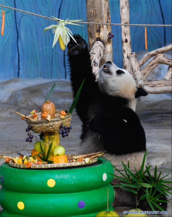 CHINA-HAINAN-HAIKOU-PANDAS GIGANTES