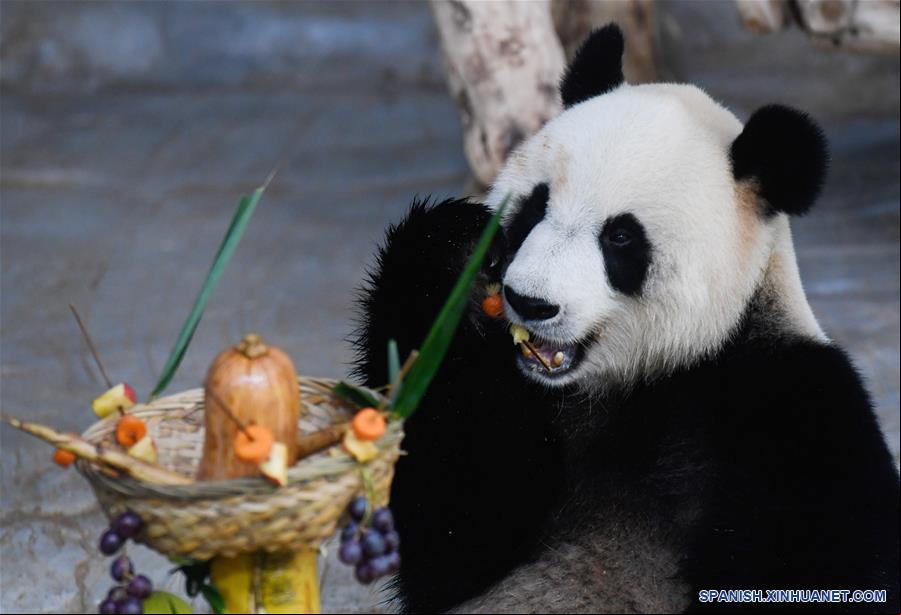 CHINA-HAINAN-HAIKOU-PANDAS GIGANTES