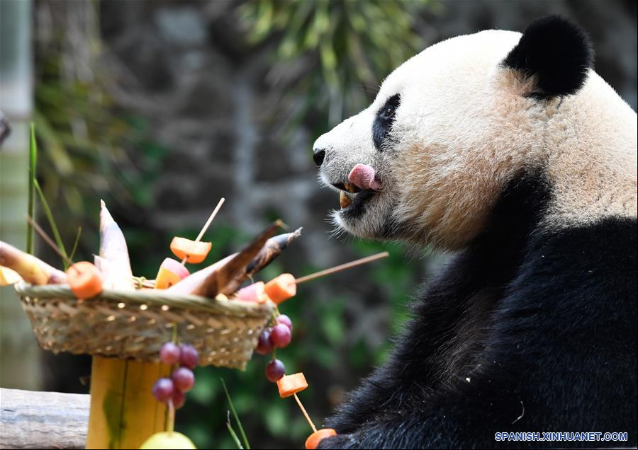 CHINA-HAINAN-HAIKOU-PANDAS GIGANTES