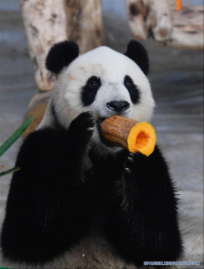 CHINA-HAINAN-HAIKOU-PANDAS GIGANTES