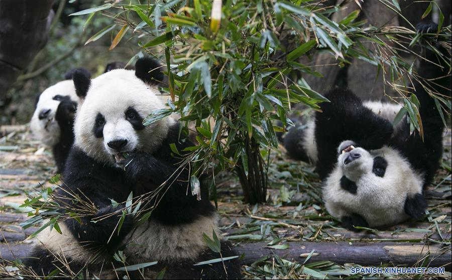 CHINA-CHENGDU-PANDA GIGANTE