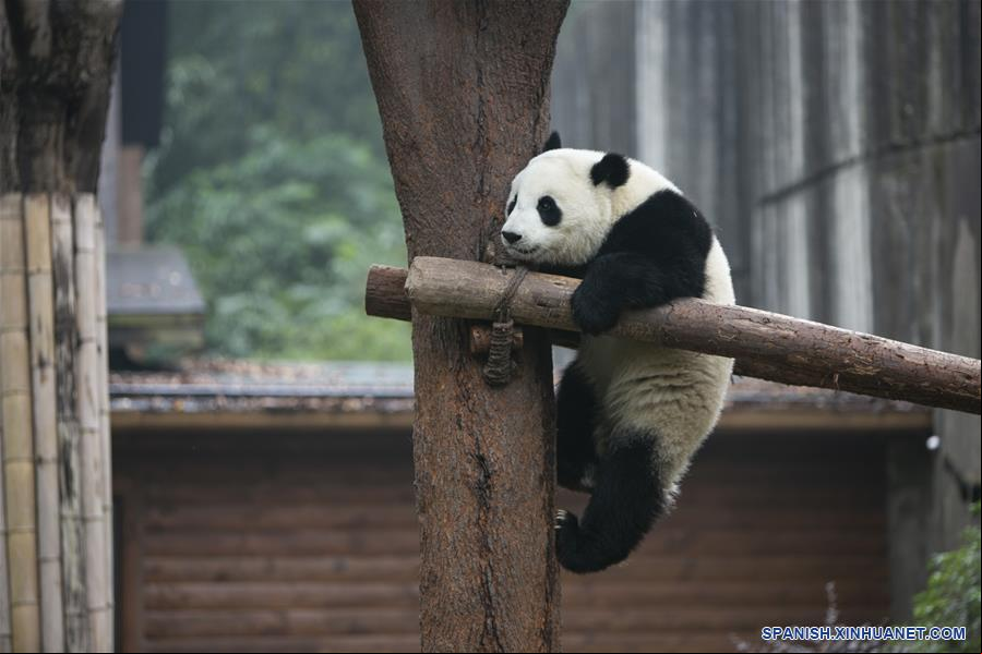 CHINA-CHENGDU-PANDA GIGANTE