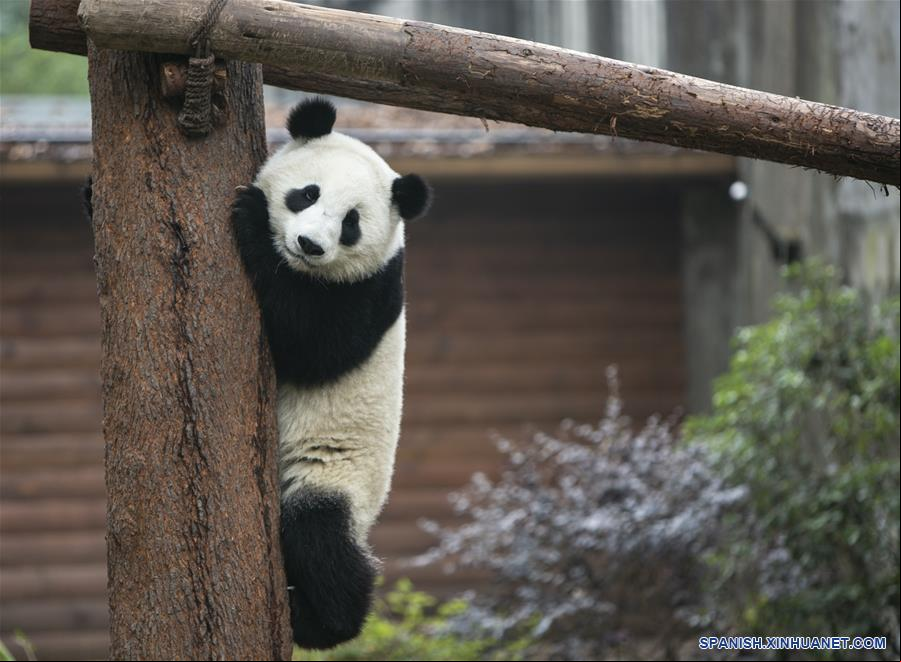 CHINA-CHENGDU-PANDA GIGANTE