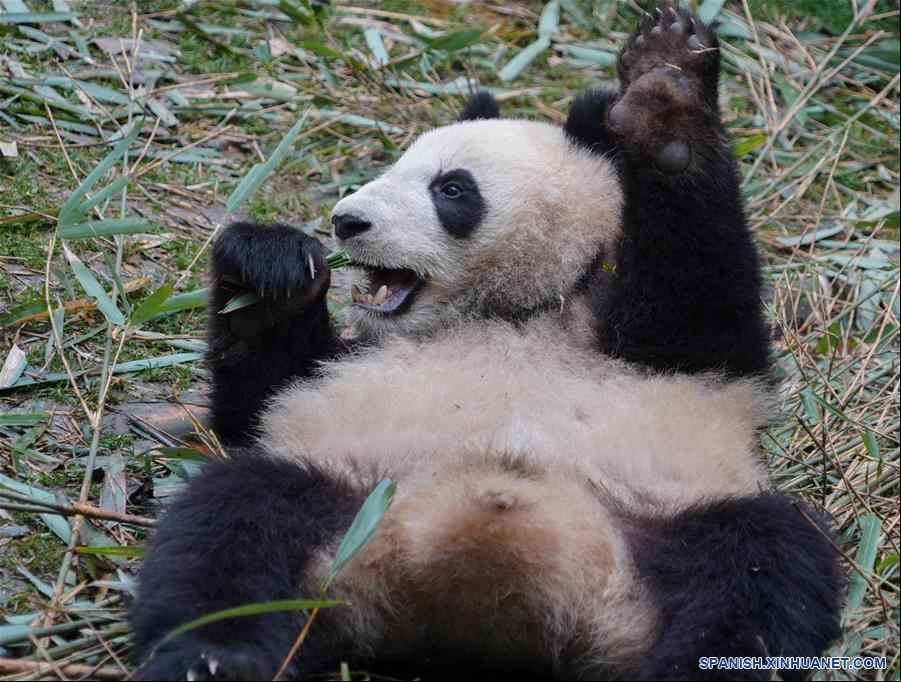 CHINA-CHENGDU-PANDA GIGANTE