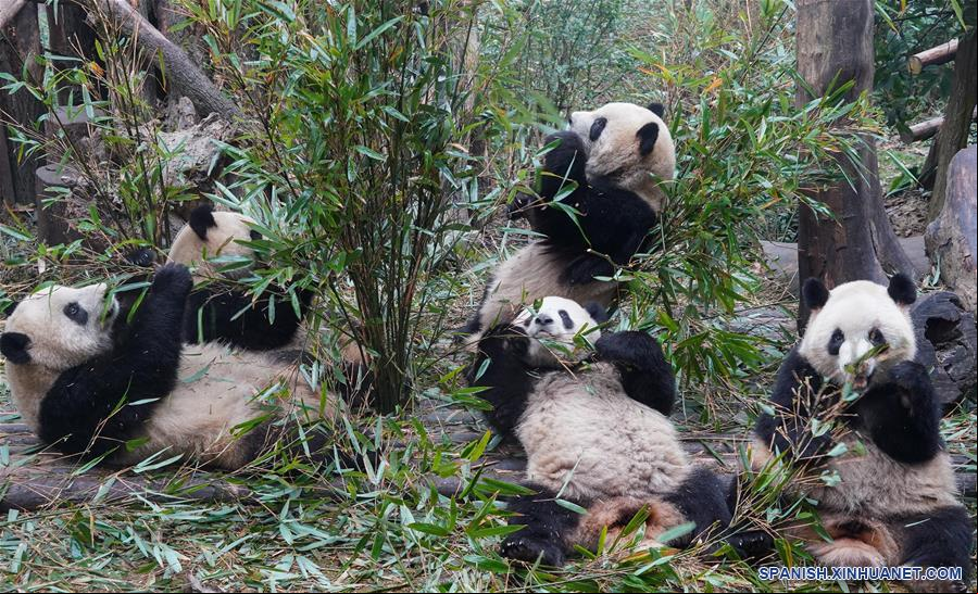 CHINA-CHENGDU-PANDA GIGANTE