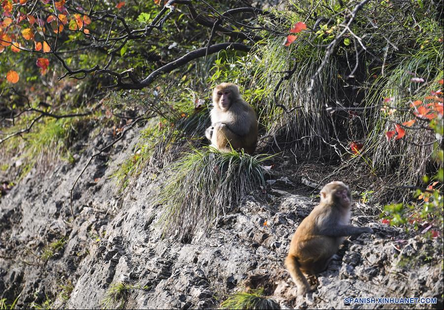 CHINA-CHONGQING-WUSHAN-TRES GARGANTAS PEQUEÑAS-MACACOS