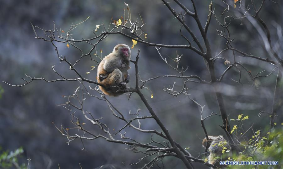 CHINA-CHONGQING-WUSHAN-TRES GARGANTAS PEQUEÑAS-MACACOS