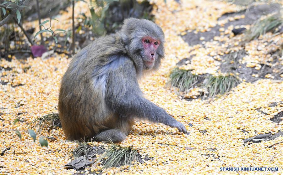 CHINA-CHONGQING-WUSHAN-TRES GARGANTAS PEQUEÑAS-MACACOS