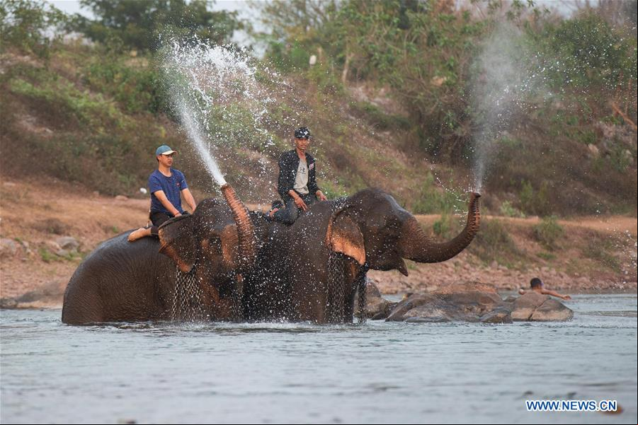 LAOS-XAYABOURY-FESTIVAL DE ELEFANTES