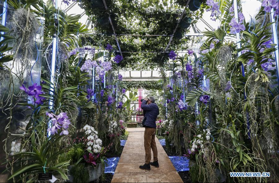 EEUU-GLENCOE-JARDIN BOTANICO DE CHICAGO-EXPOSICION DE ORQUIDEAS