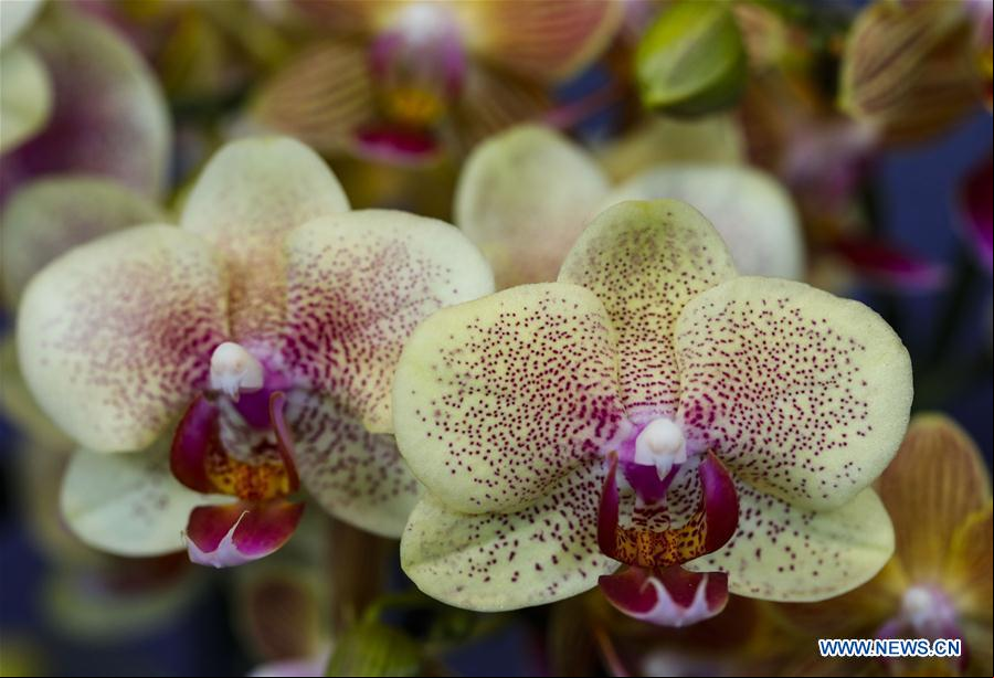 EEUU-GLENCOE-JARDIN BOTANICO DE CHICAGO-EXPOSICION DE ORQUIDEAS