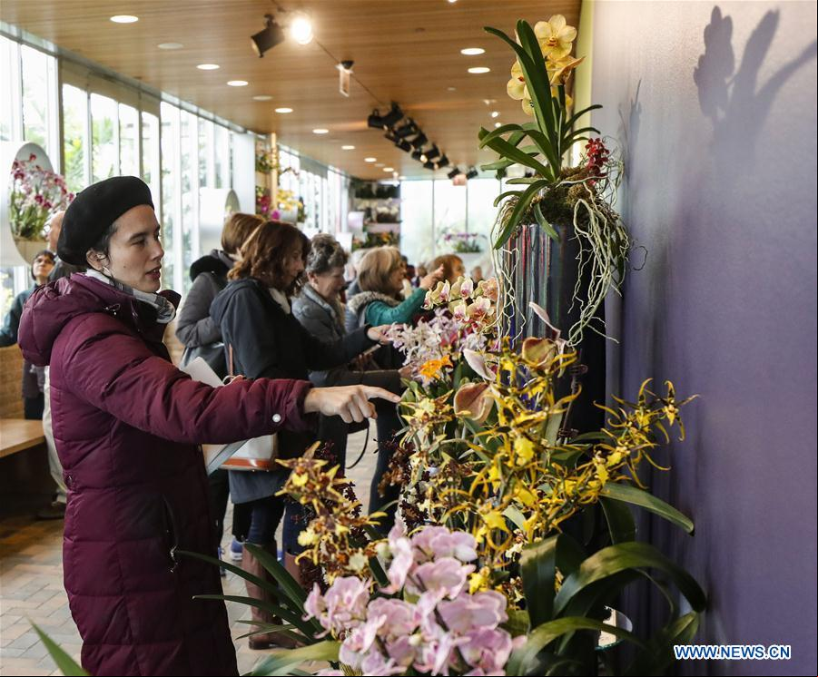 EEUU-GLENCOE-JARDIN BOTANICO DE CHICAGO-EXPOSICION DE ORQUIDEAS
