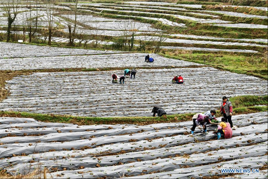 CHINA-GUIZHOU-PRIMAVERA-AGRICULTURA