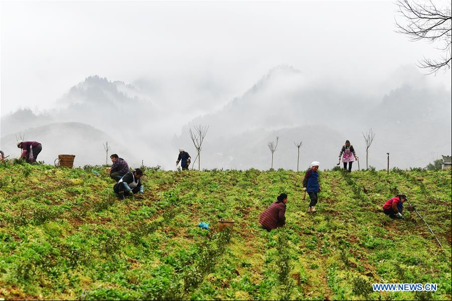 CHINA-GUIZHOU-PRIMAVERA-AGRICULTURA