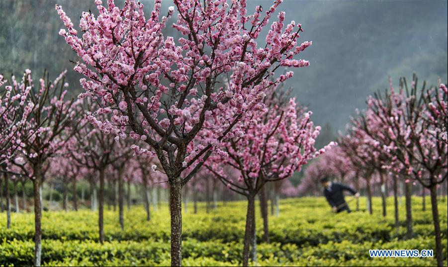 CHINA-SHAANXI-PAISAJE DE PRIMAVERA