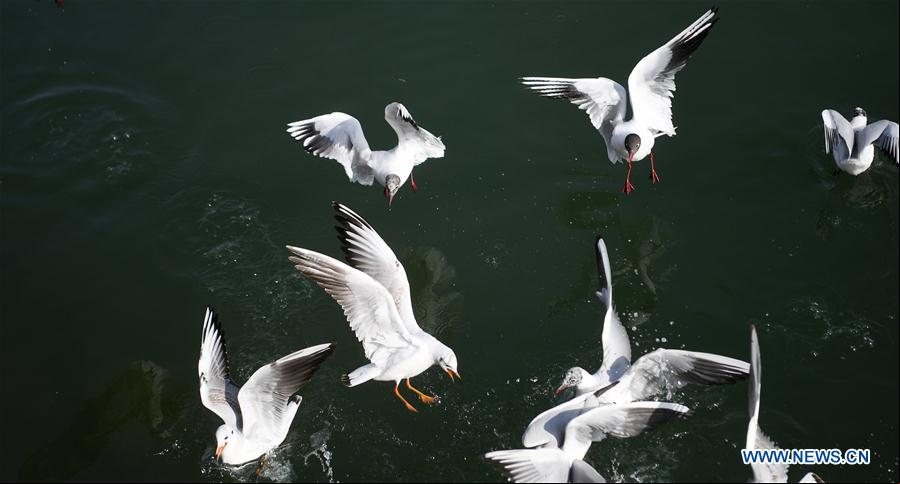 CHINA-GANSU-YONGJING-AVES