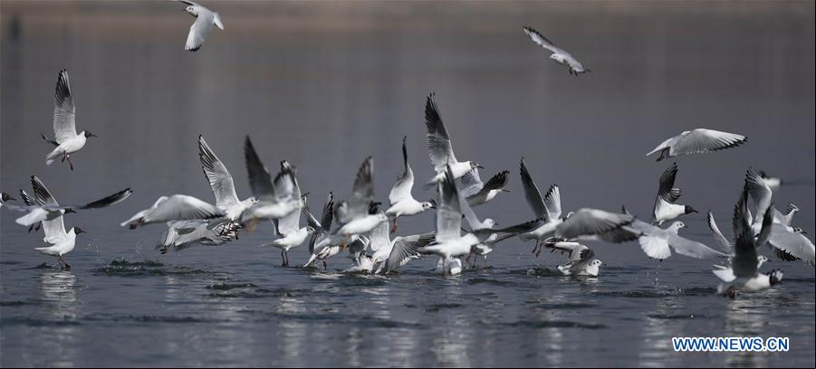 CHINA-GANSU-YONGJING-AVES