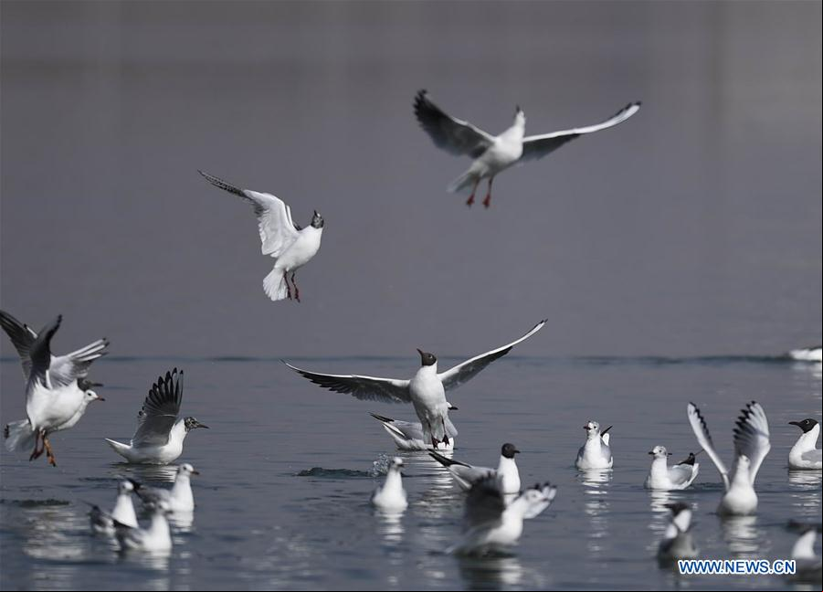 CHINA-GANSU-YONGJING-AVES