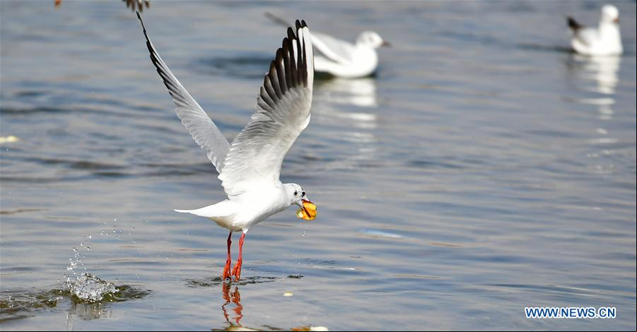 CHINA-GANSU-YONGJING-AVES