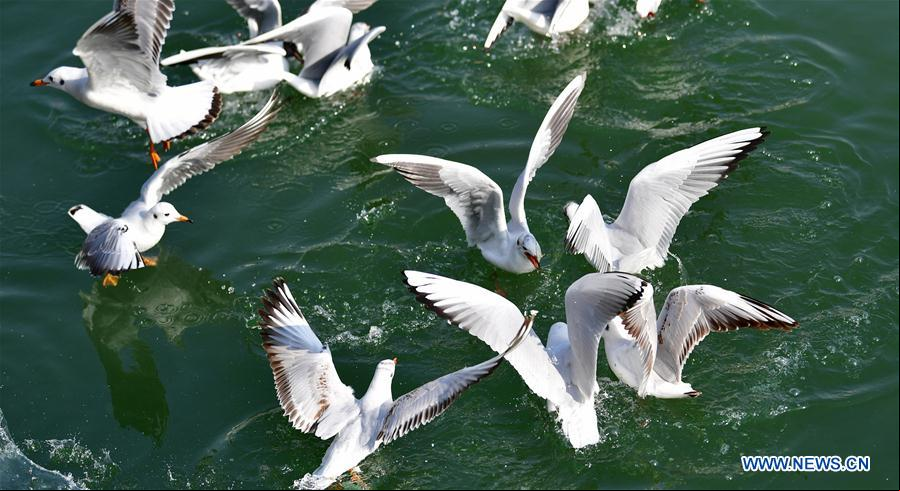 CHINA-GANSU-YONGJING-AVES