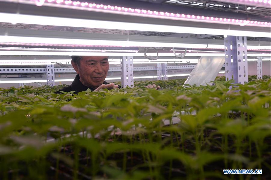 CHINA-HUNAN-AGRICULTURA