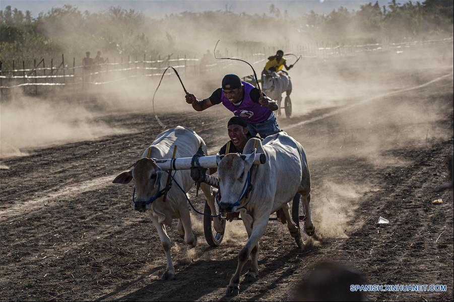 INDONESIA-SULAWESI CENTRAL-CARRERA DE VACAS