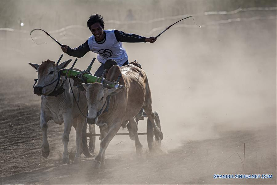 INDONESIA-SULAWESI CENTRAL-CARRERA DE VACAS