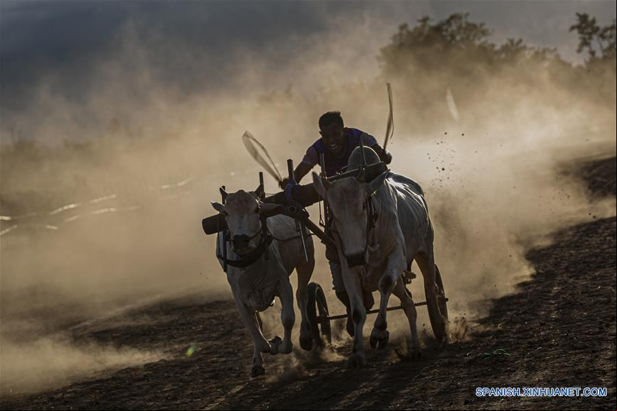 INDONESIA-SULAWESI CENTRAL-CARRERA DE VACAS