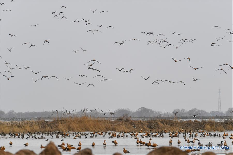 CHINA-HOHHOT-AVES MIGRATORIAS