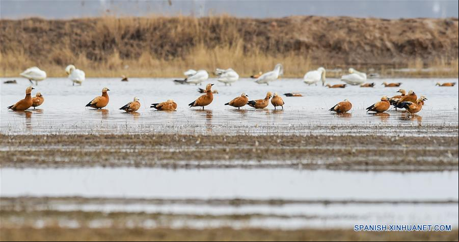 CHINA-HOHHOT-AVES MIGRATORIAS